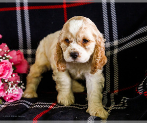 Medium Cocker Spaniel