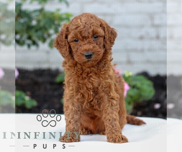 Medium Photo #1 Goldendoodle (Miniature) Puppy For Sale in LITITZ, PA, USA