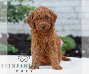 Goldendoodle (Miniature) Puppy for sale in LITITZ, PA, USA