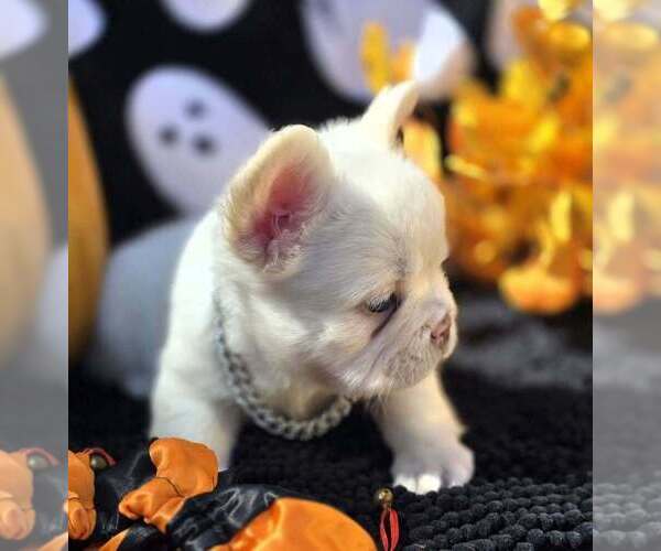 Medium Photo #6 French Bulldog Puppy For Sale in BOSTON, KY, USA