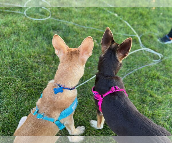 Medium Photo #3 Huskies -Labrador Retriever Mix Puppy For Sale in Plainfield, IL, USA