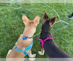 Small #2 Huskies -Labrador Retriever Mix