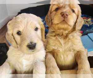 Goldendoodle Puppy for sale in KANNAPOLIS, NC, USA