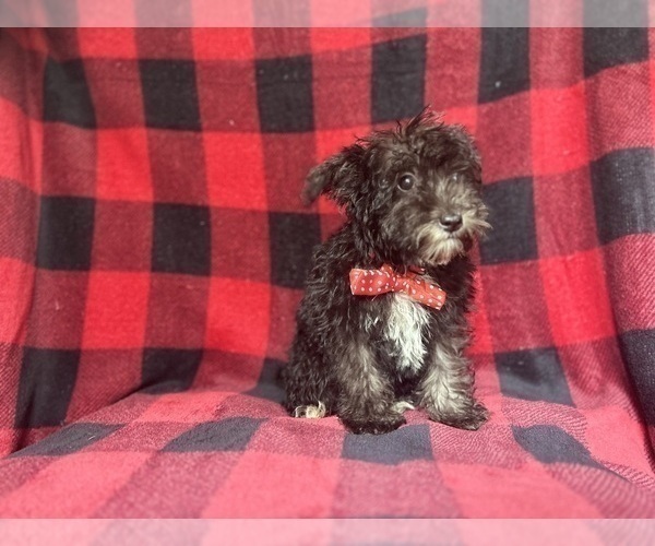 Medium Photo #5 Schnauzer (Miniature) Puppy For Sale in LAKELAND, FL, USA