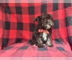 Small #4 Schnauzer (Miniature)