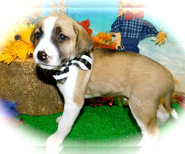 Medium Photo #2 Mountain Cur-Rat Terrier Mix Puppy For Sale in HAMMOND, IN, USA