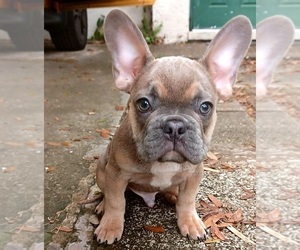 French Bulldog Puppy for sale in TAMPA, FL, USA