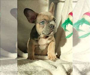 French Bulldog Puppy for sale in TAMPA, FL, USA