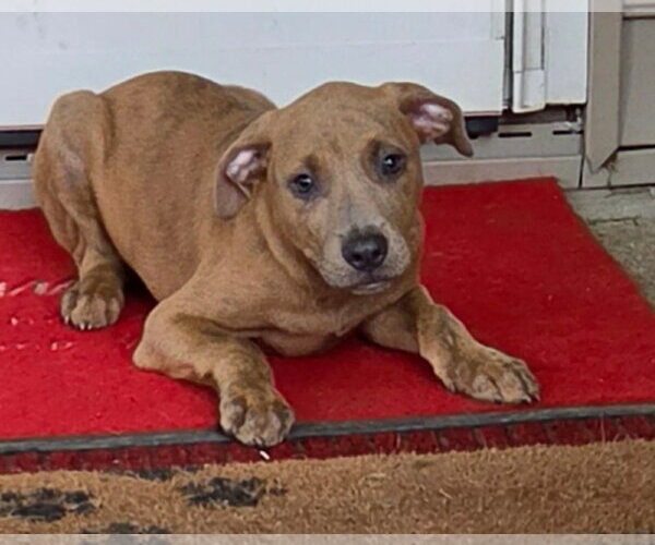 Medium Photo #1 Labrador Retriever-Unknown Mix Puppy For Sale in SHERBURNE, NY, USA