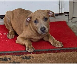 Labrador Retriever-Unknown Mix Dogs for adoption in SHERBURNE, NY, USA