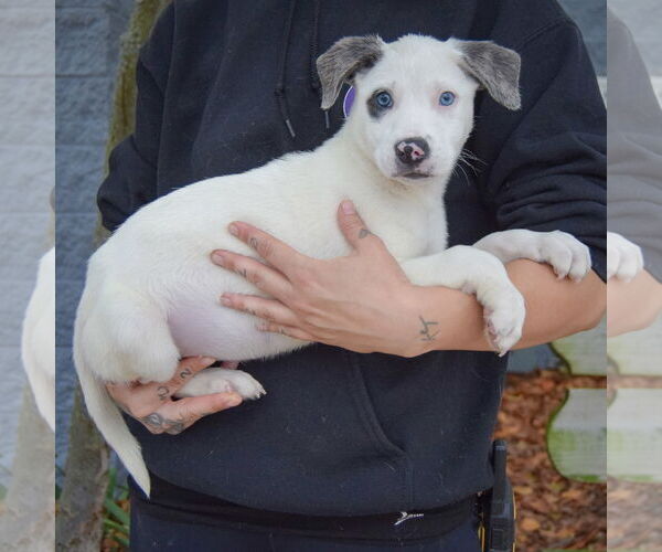Medium Photo #2 Catahoula Leopard Dog-Labrador Retriever Mix Puppy For Sale in Huntley, IL, USA