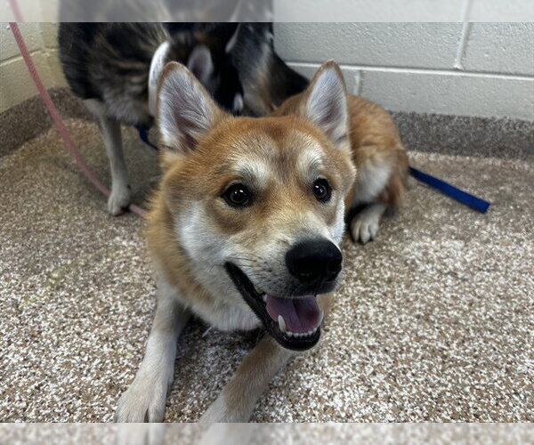 Medium Photo #1 Shiba Inu-Siberian Husky Mix Puppy For Sale in Pueblo, CO, USA