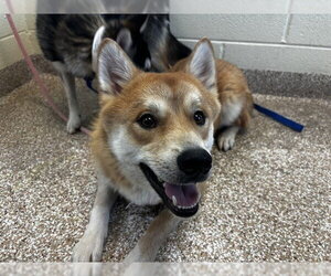 Shiba Inu-Siberian Husky Mix Dogs for adoption in Pueblo, CO, USA