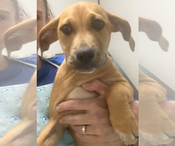 Medium Photo #3 Black Mouth Cur-Unknown Mix Puppy For Sale in Sanford, FL, USA