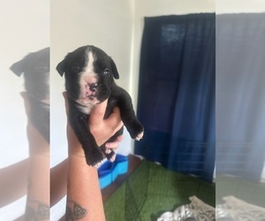 Boxer Puppy for sale in COLUMBIA, SC, USA