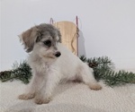 Small Photo #37 Schnoodle (Miniature) Puppy For Sale in GOSHEN, IN, USA