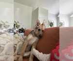 Small #4 German Shepherd Dog