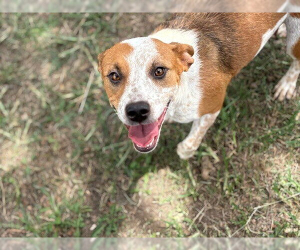 Medium Photo #1 Mutt Puppy For Sale in Tulsa, OK, USA