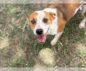 Mutt Dogs for adoption in Tulsa, OK, USA