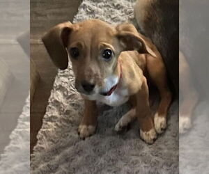 Miniature Pinscher Dogs for adoption in Fairfax, VA, USA