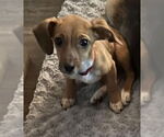 Small Miniature Pinscher
