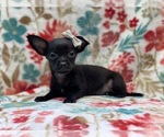 Small Photo #9 Chihuahua Puppy For Sale in LAKELAND, FL, USA