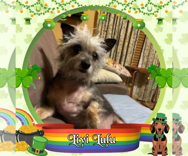 Medium Photo #4 Mutt Puppy For Sale in San Antonio, TX, USA