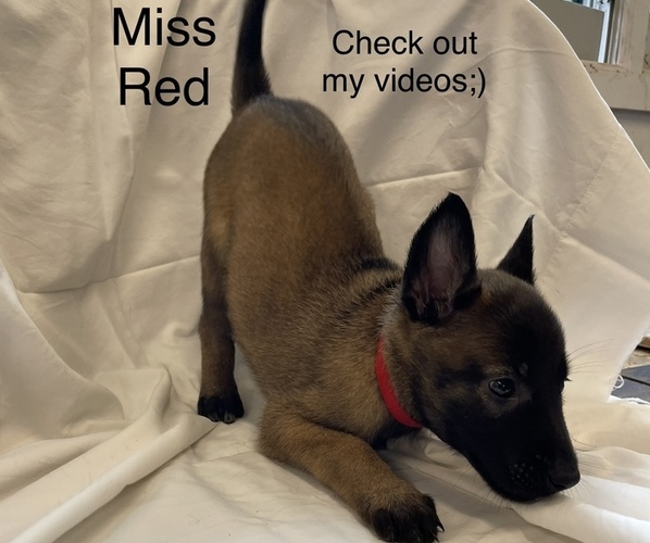 Medium Photo #1 Belgian Malinois Puppy For Sale in LABADIE, MO, USA