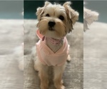 Small Photo #1 Yorkshire Terrier Puppy For Sale in SAN JACINTO, CA, USA