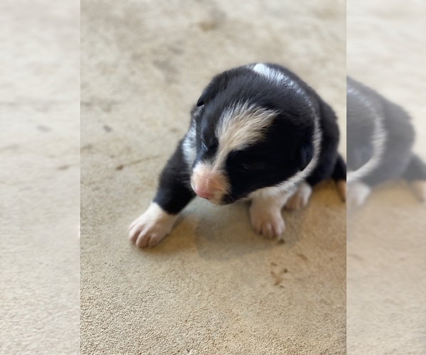 Medium Photo #1 Border Collie Puppy For Sale in FACKLER, AL, USA