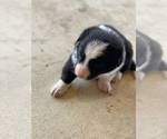 Small Photo #1 Border Collie Puppy For Sale in FACKLER, AL, USA