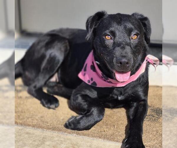 Medium Photo #5 Labrador Retriever-Unknown Mix Puppy For Sale in San Antonio, TX, USA