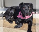 Small #4 Labrador Retriever Mix
