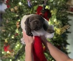 Small Photo #3 Cane Corso Puppy For Sale in BOAZ, AL, USA