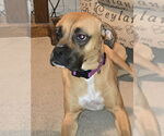 Small #2 Boxer