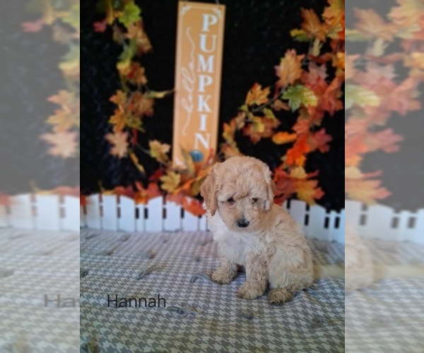 Medium Photo #1 Goldendoodle (Miniature) Puppy For Sale in MOUNT PLEASANT, MI, USA
