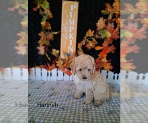 Goldendoodle (Miniature) Puppy for sale in MOUNT PLEASANT, MI, USA