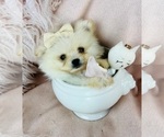 Small #14 Pomeranian