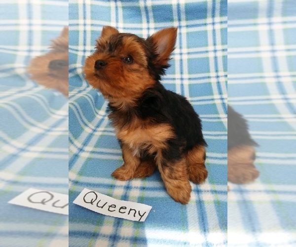 Medium Photo #2 Yorkshire Terrier Puppy For Sale in CLARKRANGE, TN, USA