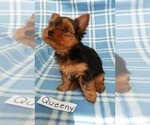 Small Photo #2 Yorkshire Terrier Puppy For Sale in CLARKRANGE, TN, USA