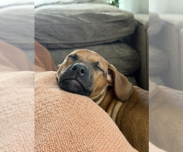 Medium Photo #2 American Bulldog-Doberman Pinscher Mix Puppy For Sale in Springdale, PA, USA