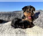 Small Photo #6 Yorkshire Terrier Puppy For Sale in HALLANDALE BEACH, FL, USA