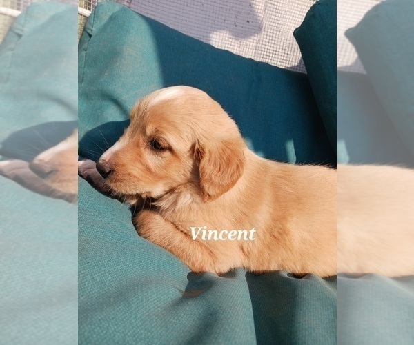 Medium Photo #22 English Cream Golden Retriever-Newfoundland Mix Puppy For Sale in SHEBOYGAN FALLS, WI, USA