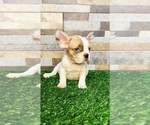Small Photo #29 French Bulldog Puppy For Sale in BIRMINGHAM, AL, USA