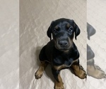 Small Photo #18 Doberman Pinscher Puppy For Sale in HUNTSBURG, OH, USA