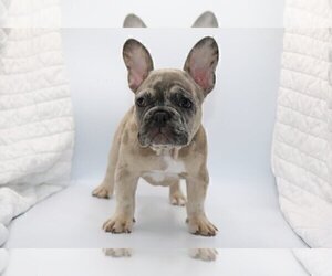 French Bulldog Puppy for sale in CARMEL, IN, USA