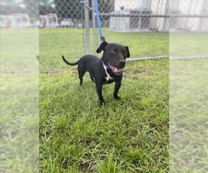 American Pit Bull Terrier Dogs for adoption in Vero Beach, FL, USA