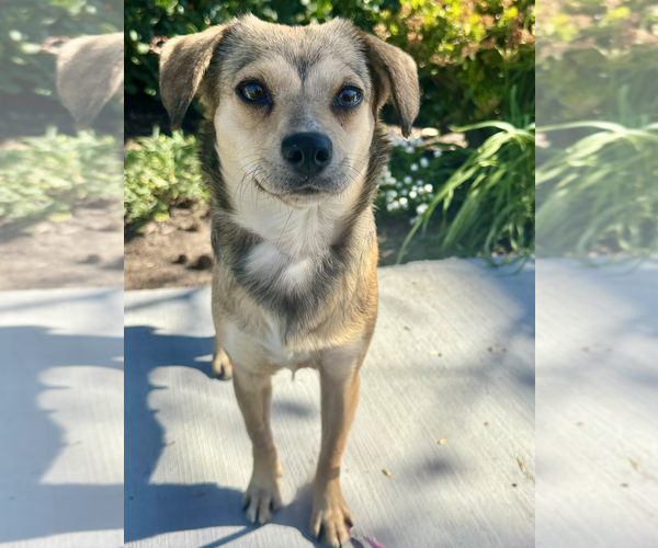 Medium Photo #7 Beagle-Unknown Mix Puppy For Sale in Newport Beach, CA, USA