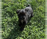 Small #5 Schnauzer (Miniature)