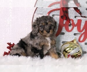 Bernedoodle-Poodle (Miniature) Mix Puppy for sale in FREDERICKSBG, OH, USA